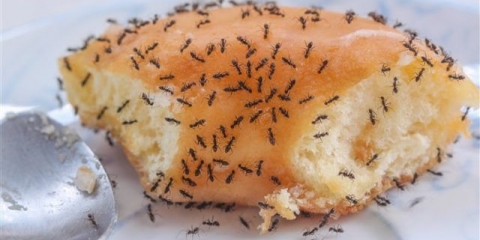 Recepti otrova borne kiseline za mrave: upotreba u bašti, na selu, kod kuće